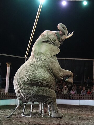 Kein wild lebender Elefant setzt sich freiwillig auf einen Stuhl!