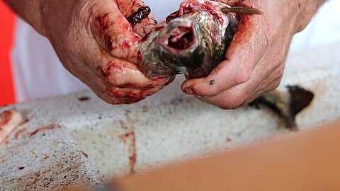 Das Ausnehmen der Fische eine blutige Angelegenheit.