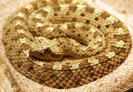 Seitenwinder-Klapperschlangen