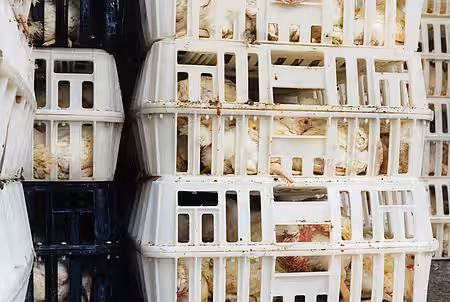 Hühner auf dem Weg zum Schlachthof 