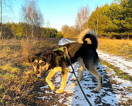 Fundhund Nico