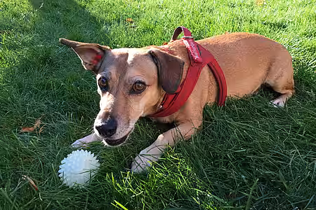 Toben im Garten macht Hunden auch Spaß.