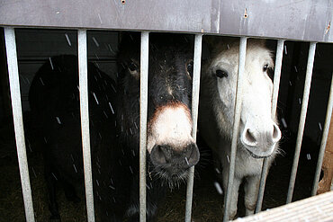 Animal Hoarding Fall Rittersdorf 