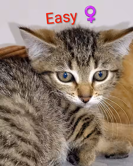 Kitten Easy